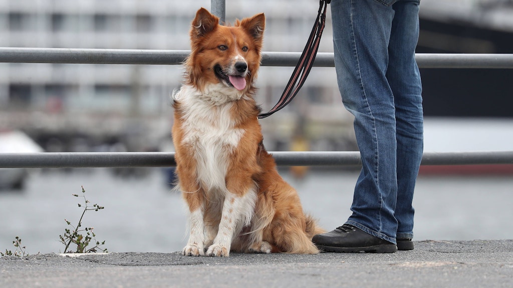 Auch Bestandteil des Hundegesetzes: Auf belebten Straßen müssen Besitzer ihre Lieblinge an der Leine führen.