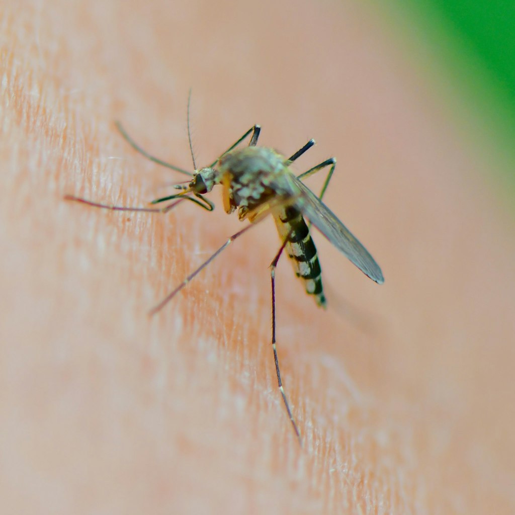 Eine Mücke der Art Aedes vexans saugt Blut aus dem Arm einer Frau.