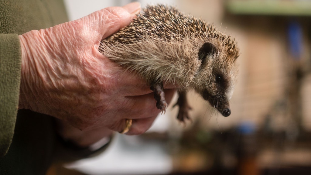 Karin Oehl hält einen verletzten Igel, den sie pflegt. 