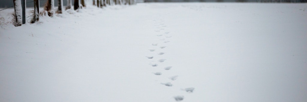 Spuren führen über einen verschneiten Feldweg.