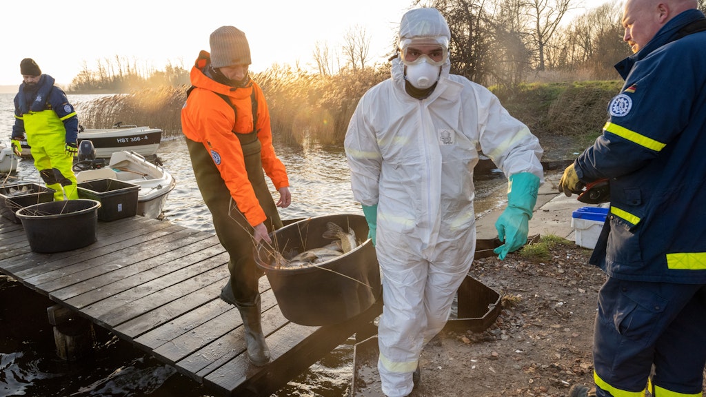 Mitarbeiter des Technisches Hilfswerkes (THW) und Mitglieder des Anglerverbandes sammeln Tote Fische im Kleinen Jasmunder Bodden auf der Insel Rügen ein. 