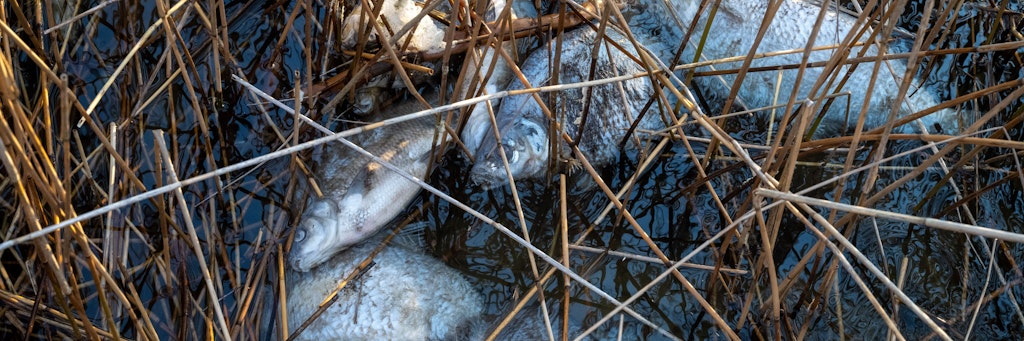 Schätzungsweise zehn Tonnen an toten Fischen haben unter anderem Helfer des Technischen Hilfswerkes (THW) und des Anglerverbandes am Kleinen und Großen Jasmunder Bodden eingesammelt. 