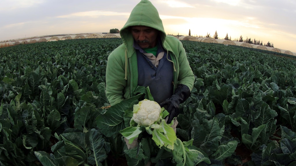 Ein Bauer erntet Blumenkohl auf einem Feld. Das leckere Gemüse ist gesund, kalorienarm und lässt sich vielseitig zubereiten – auch zu Blumenkohl-Käse-Medaillons.
