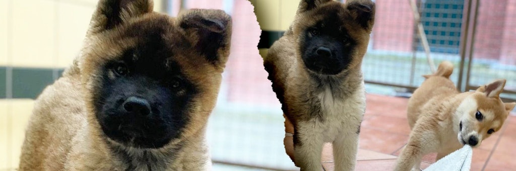 Diese Welpen wurden im Tierheim Dellbrück untergebracht.