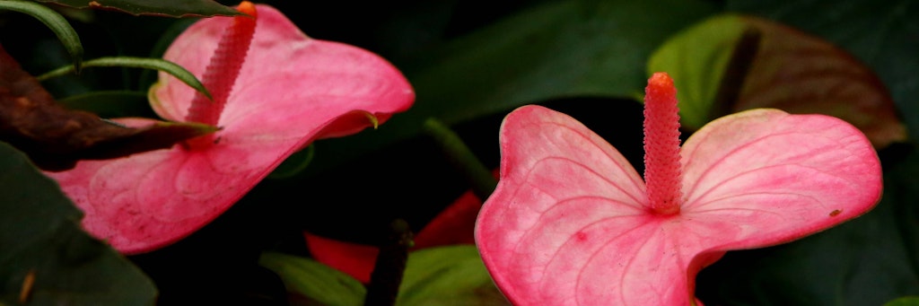 Die Flamingoblume mit den leuchtend roten oder rosa Blättern ist hübsch anzusehen, die Pflanze ist aber auch empfindlich.
