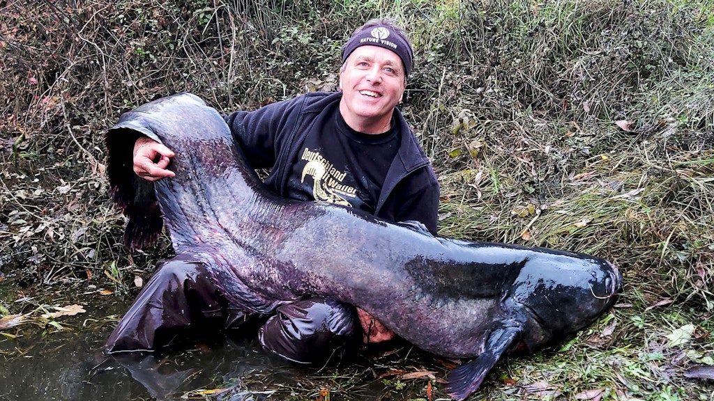 Diesen 2,38 Meter langen Wels angelte Stephan Höferer in einem Brandenburger See.