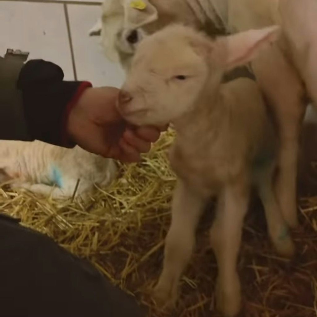Cheyenne Ochsenknecht versucht, das Lamm und seine Mutter zusammenzubringen.