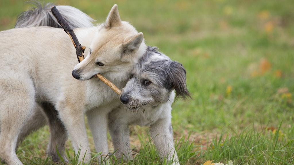 Scheinbar halterlose Hunde sollen mit dem Hunderegister besser zugeordnet werden.