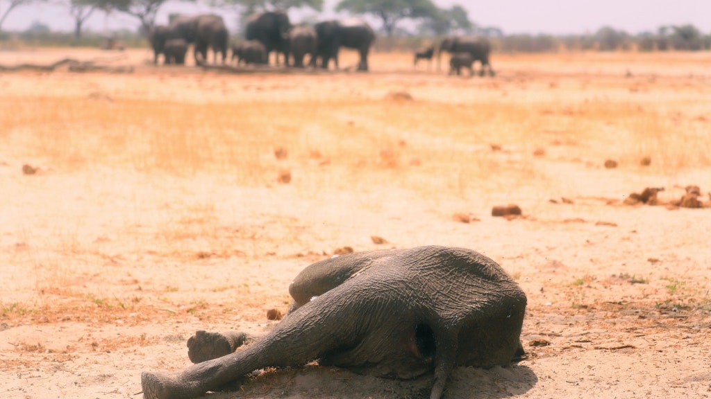 Der Kadaver eines toten Elefanten liegt im Hwange-Nationalpark. Laut den Behörden in Simbabwe sind im November vergangenen Jahres mehr als 200 Elefanten bei extremer Dürre gestorben. 