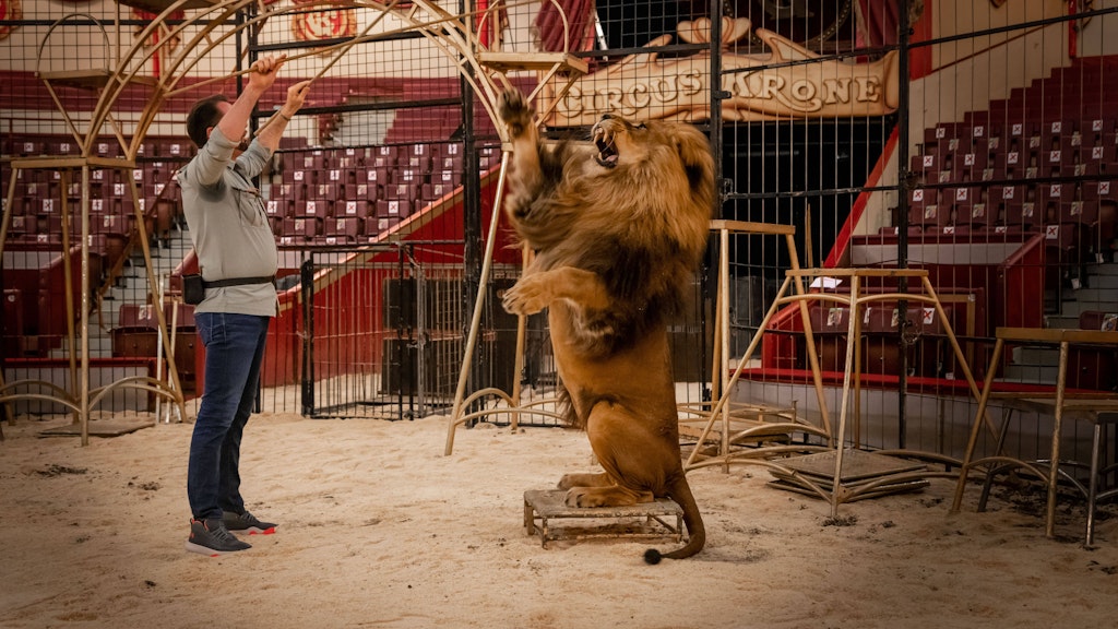Im Circus Krone wird ein Löwe trainiert.