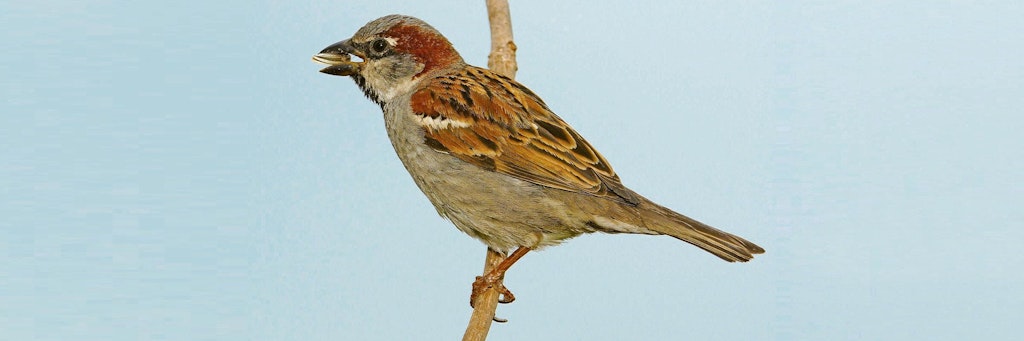 Der Haussperling ist der in Berlin am weitesten verbreitete Vogel.