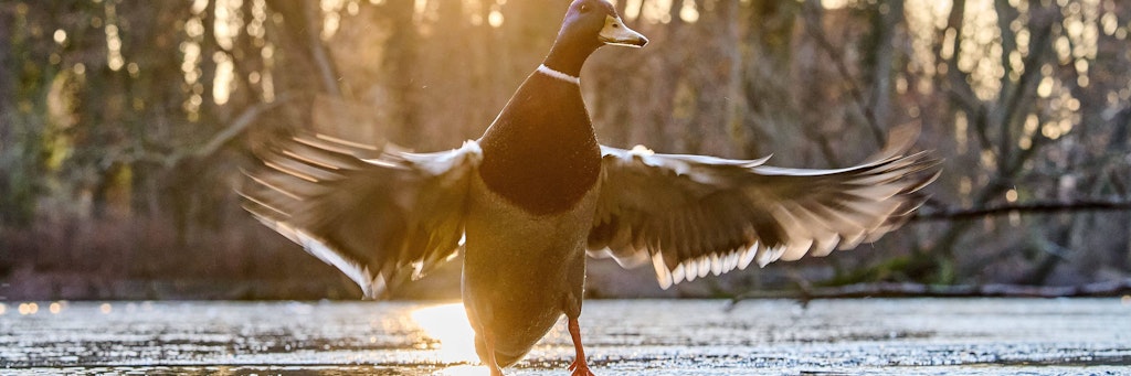 Eine Ente flattert mit den Flügeln auf dem teilweise zugefrorenen Karpfenteich im Treptower Park in Berlin.