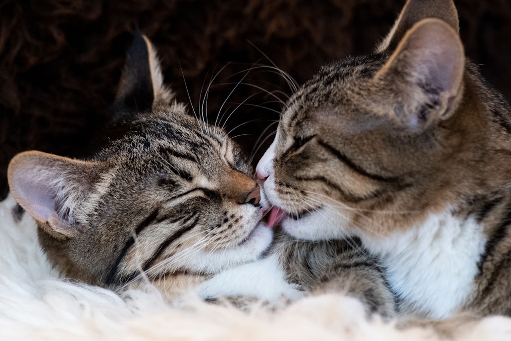 Gutes Trockenfutter für Katzen gibt es schon ab sieben Cent pro Portion.