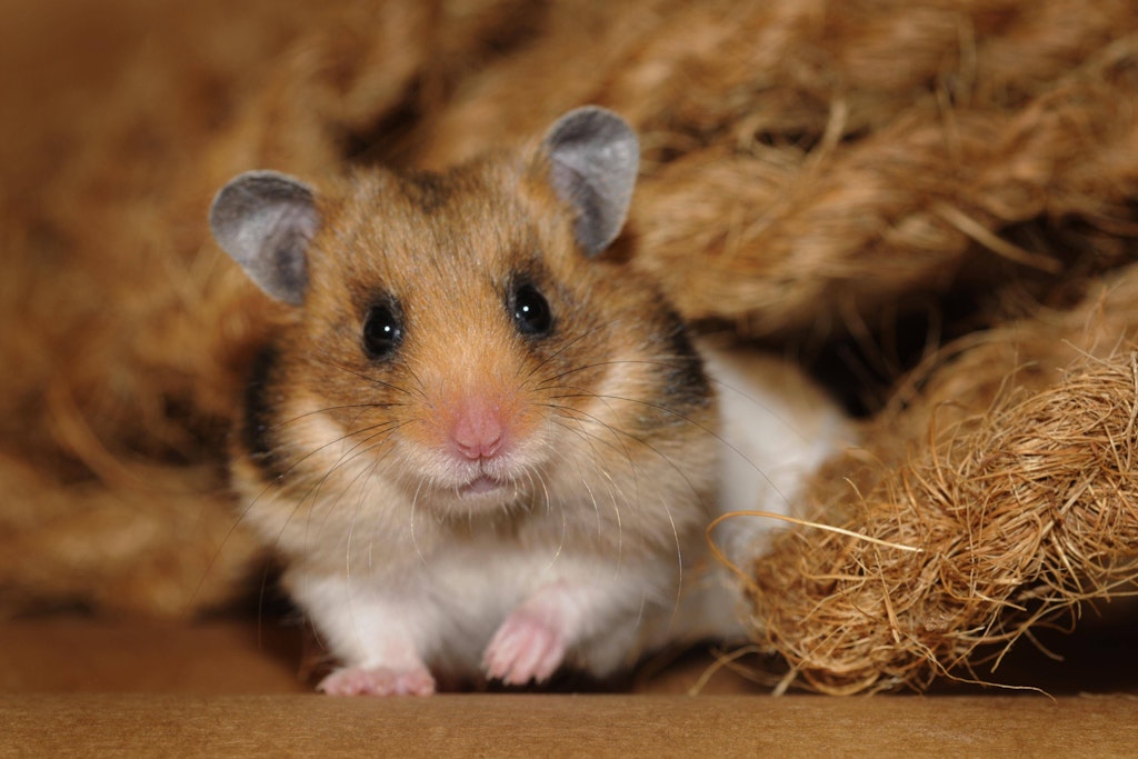 Hamster haben manchmal merkwürdige Methoden, um sich vor Feinden zu schützen.