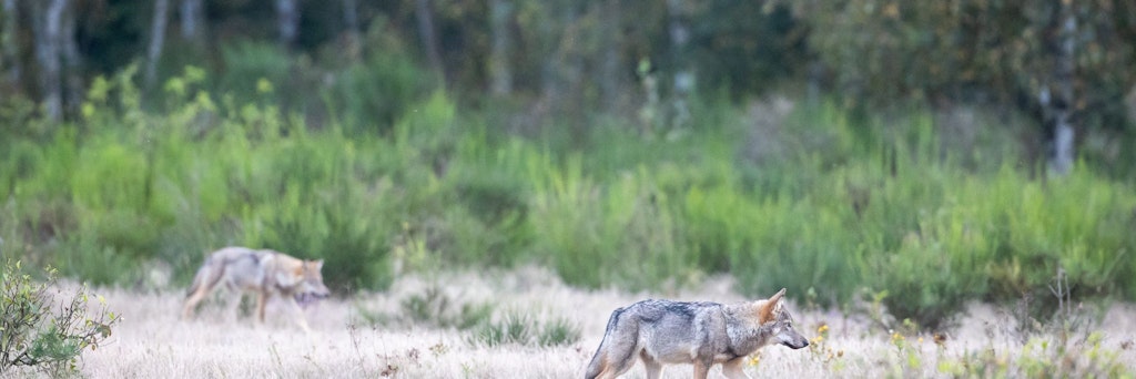 Gesehen in Brandenburg: Zwei Wolfswelpen streifen durch die Kernzone der Döberitzer Heide, dort hat sich ein Rudel Wölfe angesiedelt.
