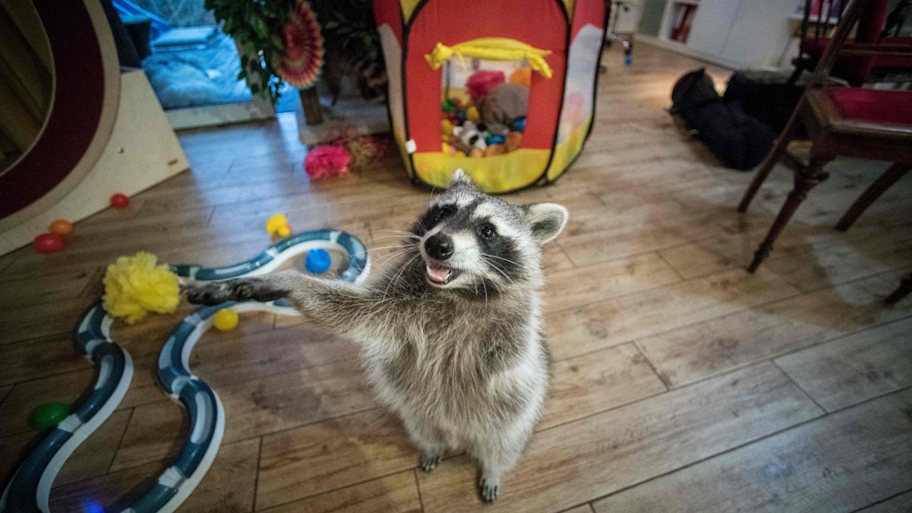Für Marvin ist die ganze Wohnung ein riesiger Spielplatz.