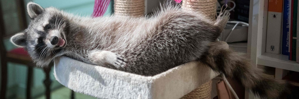 Probier‘s mal mit Gemütlichkeit: Marvin, der mit Sicherheit gechillteste Waschbär der Stadt.