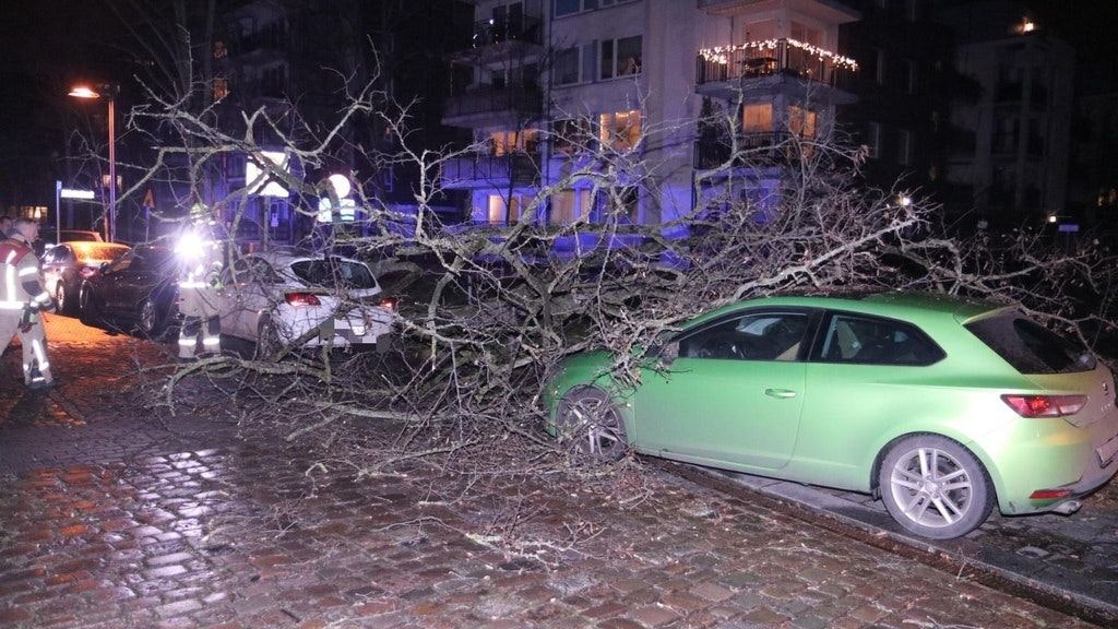 Ein umgestürzter Baum auf der Halbinsel Stralau.