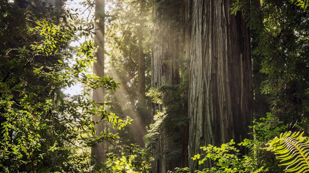 Der Redwood Forest in Kalifornien ist für seine Mammutbäume weltberühmt.