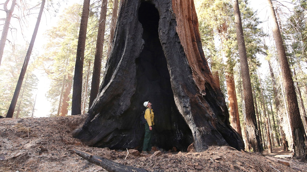 Ungenügend gesicherte Stromleitungen hatten seit 2017 mehr als 30 Wildfeuer in den Redwood Forests ausgelöst.
