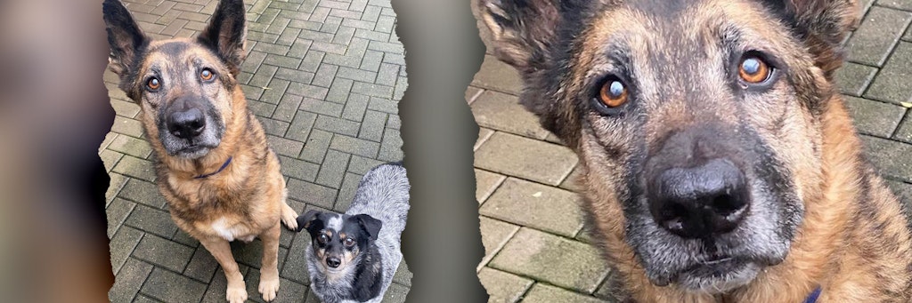 Lucky und Peggy sind momentan im Tierheim Köln-Dellbrück untergebracht.
