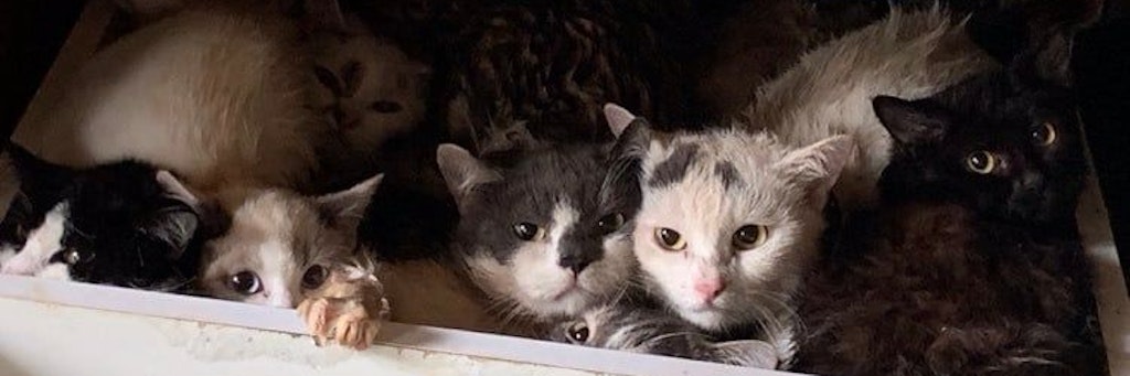 Mehr als 100 Katzen wurden aus einer 60-Quadratmeter-Wohnung gerettet.