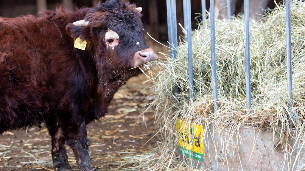Der kleinwüchsige Stier Napoleon frisst auf dem Gnadenhof Schneider-Hof vor seinem Stall.