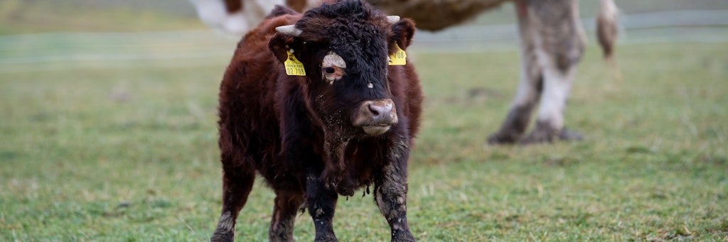 Der kleine Stier Napoleon hat einen Gendefekt. Nun ist er auf einem Gnadenhof gelandet.