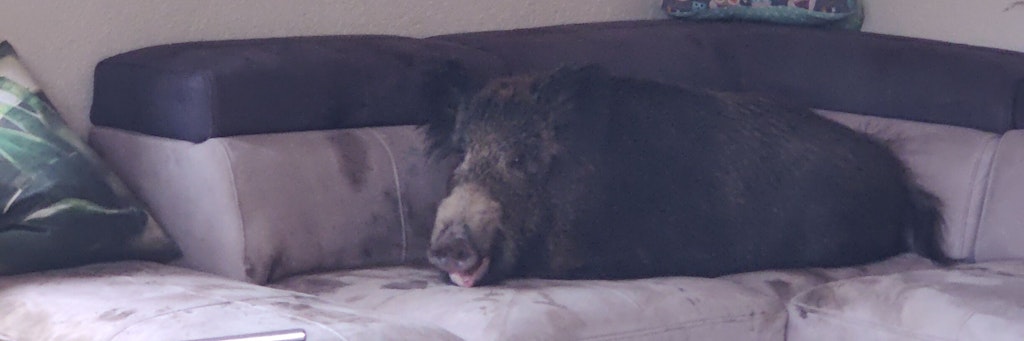 Das Wildschwein hatte es sich auf der Couch bequem gemacht.