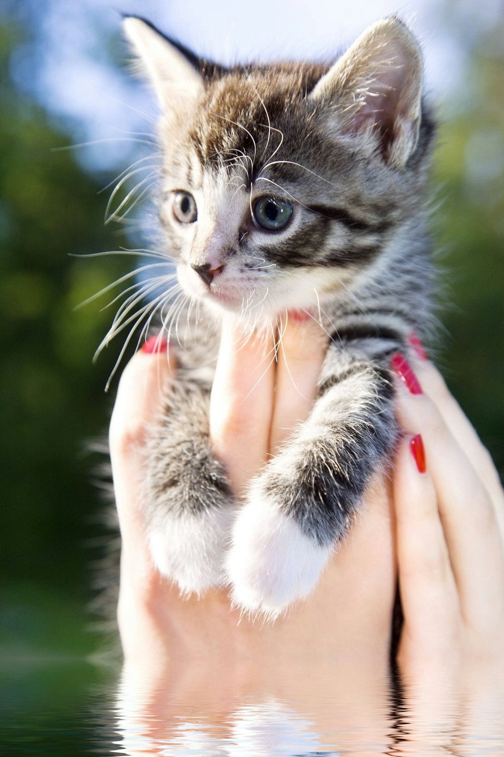 Laut Studien wecken Katzen beim Menschen den Elterninstinkt.