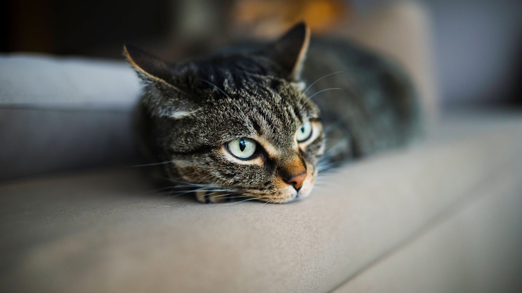 Katzen kosten im Laufe ihres Lebens mehr als 10.000 Euro.