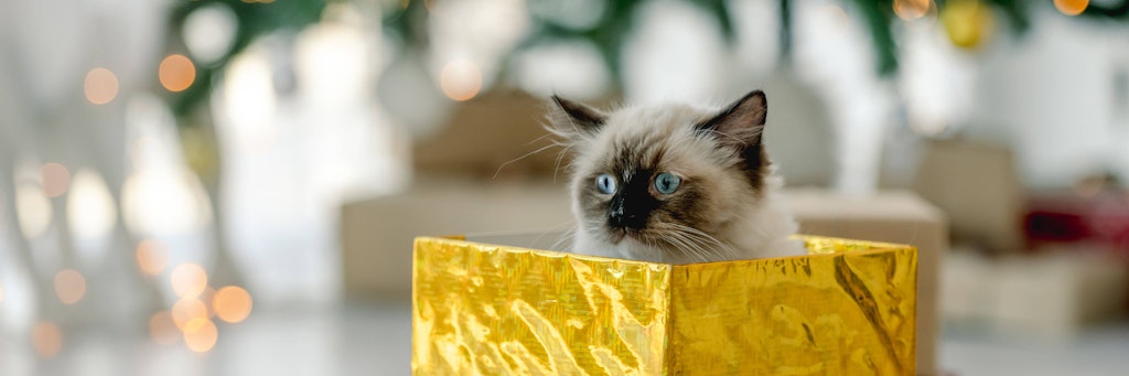Katzen können sehr lustig sein.