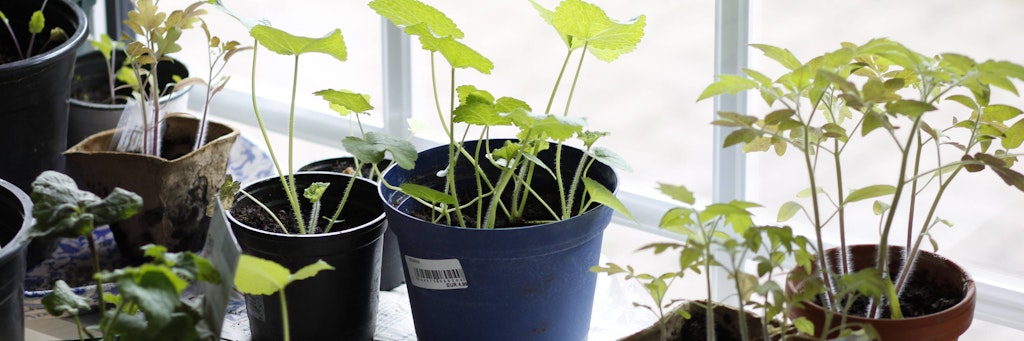 Die kleinen Plastiktöpfe eignen sich perfekt für die Anzucht, ins Fenster gestellt bekommen sie auch genügend Licht und Wärme.