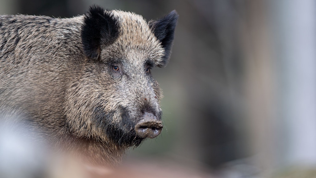 Wildschweine könne gefährlich sein.