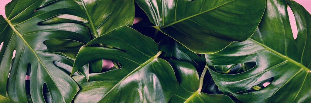 Das Fensterblatt (Monstera deliciosa) ist eine der beliebtesten grünen Zimmerpflanzen.