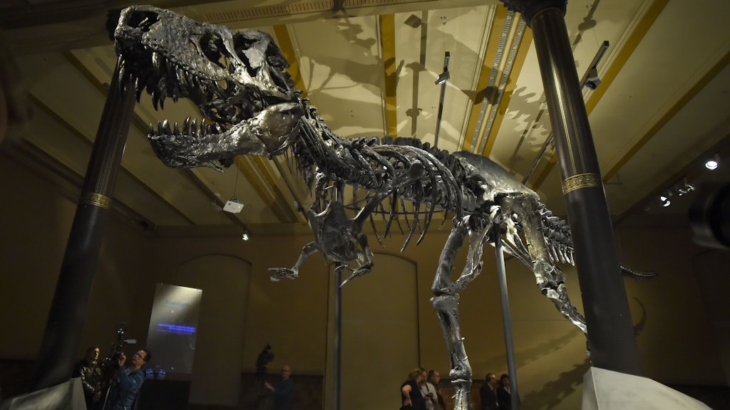 Das Skelett des Tyrannosaurus Rex Tristan Otto ist beeindruckend. Jetzt kehrt es ins Naturkundemuseum zurück.