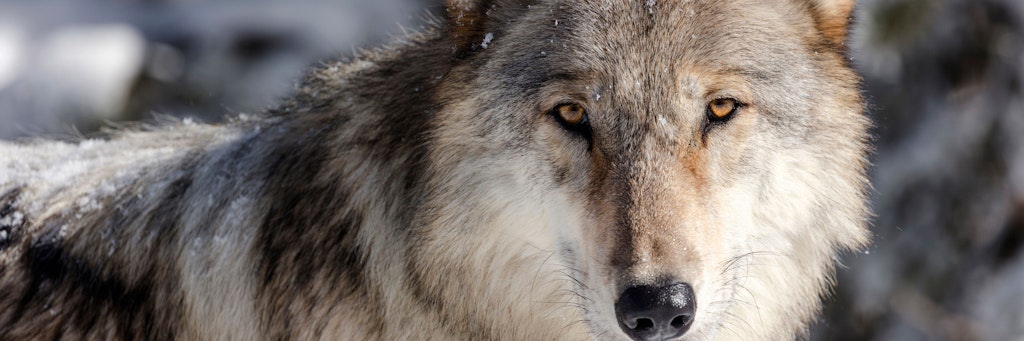 Ein Wolf blickt direkt in die Kamera - im Yellowstone National Park in den USA. Die Raubtiere erhielten jetzt in den meisten US-Bundesstaaten ihren Schutzstatus zurück.