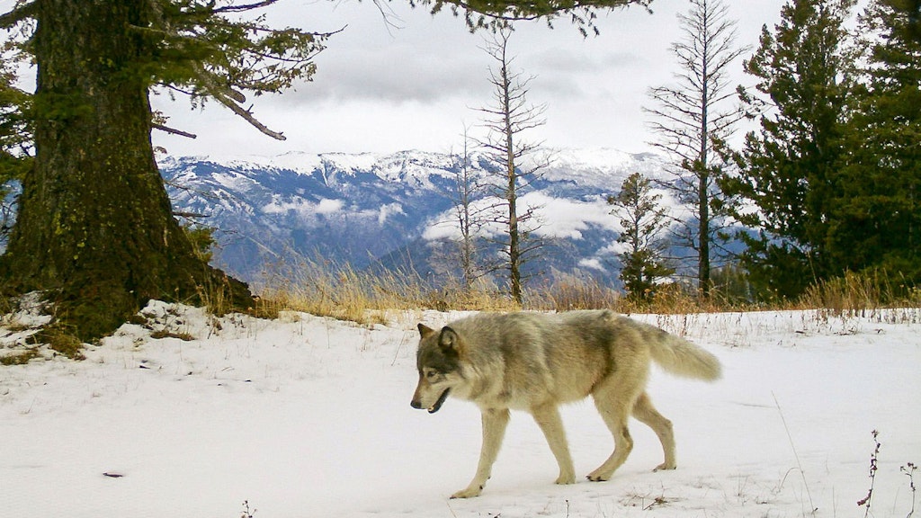 Wölfe stehen nun in den meisten US-Bundestaaten wieder unter Schutz. Nur in wenigen ist die Jagd auf Wölfe legal - etwa in Alaska.