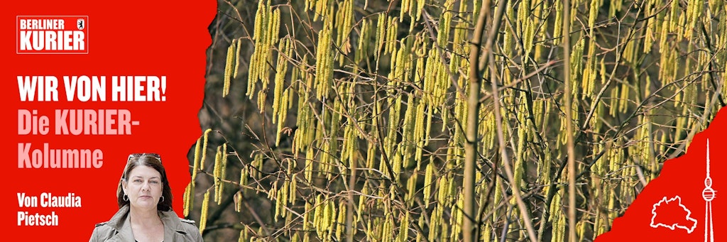 Wenn der Haselstrauch seine Kätzchen zeigt, dann beginnt der „Vorfrühling“". In Berlin war das in diesem Jahr schon am 24. Januar.