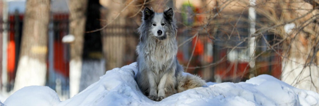 Seit 20 Monaten wartet Hachiko in der Kälte.