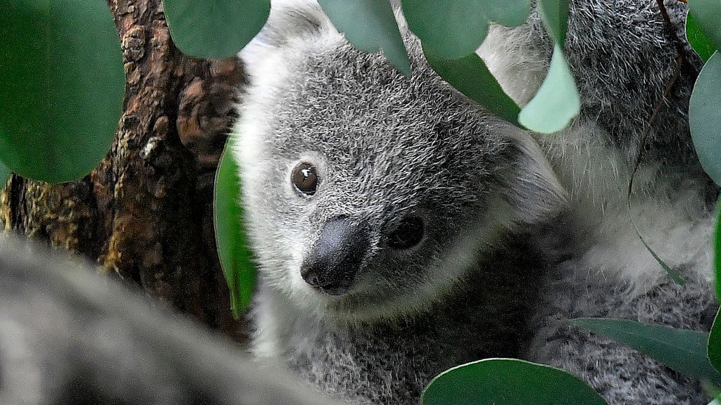 Immer weniger Koalas leben von Jahr zu Jahr in Australien.