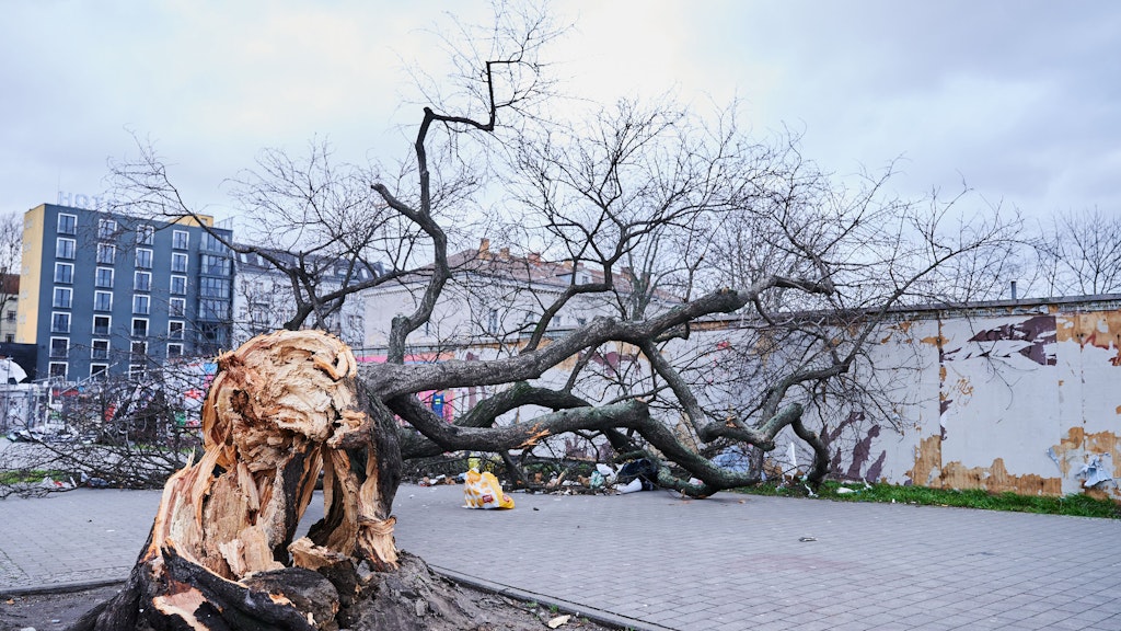 Zum Glück kam gerade niemand vorbei: Ein alter, knorriger Baum ist auf dem Gehweg an der Warschauer Brücke umgestürzt.
