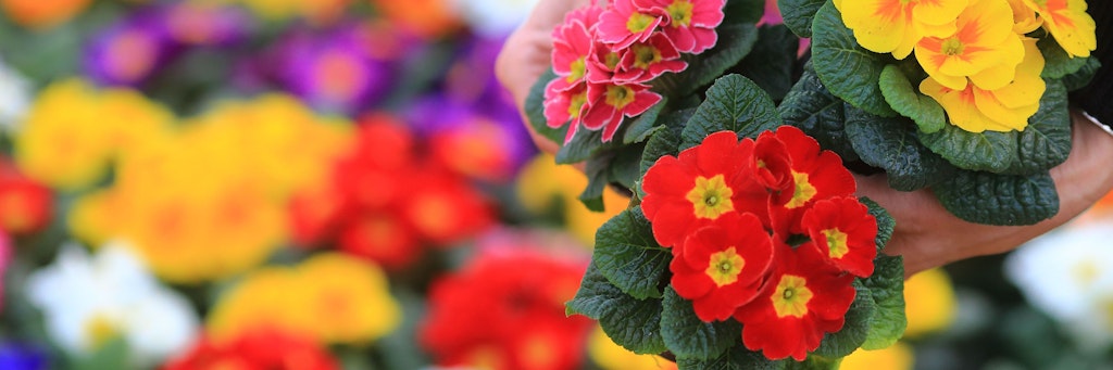 Endlich Blüten für den Balkon und die Töpfe am Hauseingang! Aber: Primeln halten nur bedingt Kälte aus.
