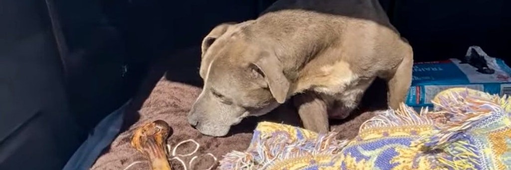 Hündin Zoey wurde gefunden, nachdem sie 12 Jahre lang vermisst worden war.