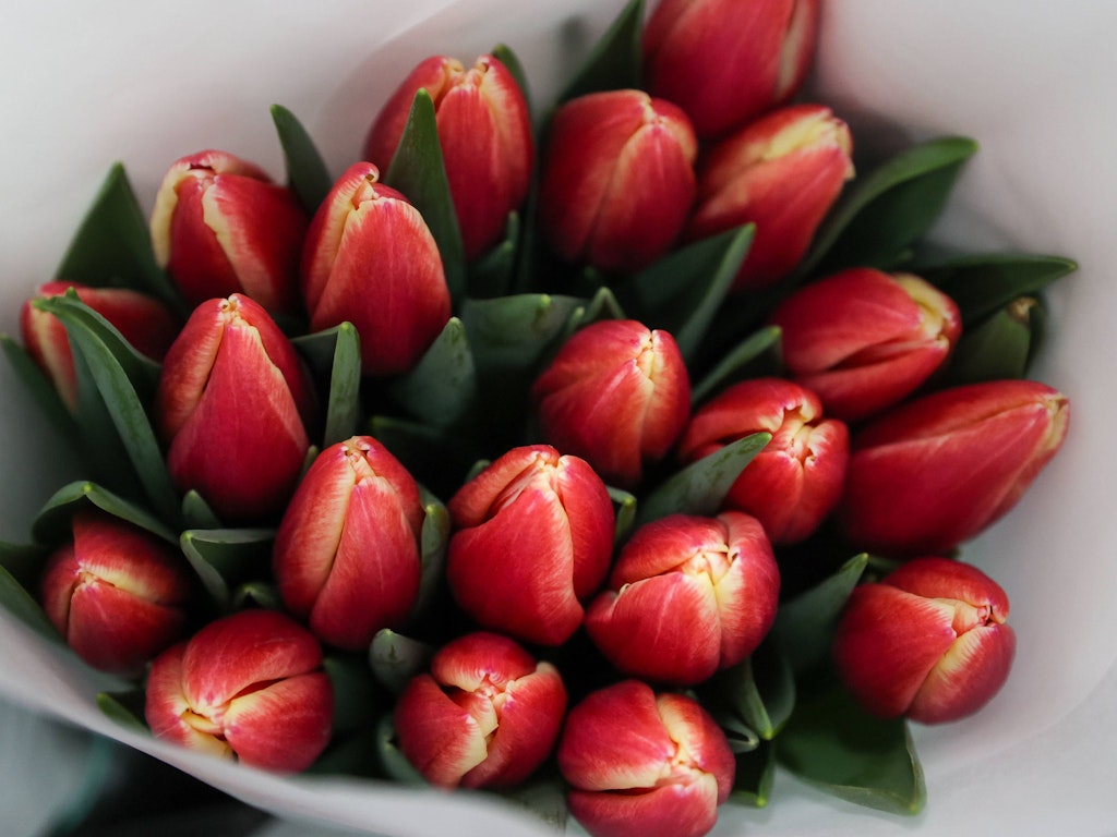 Mit den Tulpen kommt der Frühling.