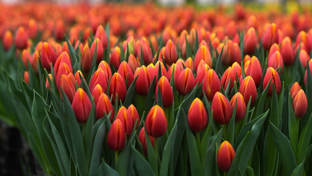 Tulpen sind eine Pracht.