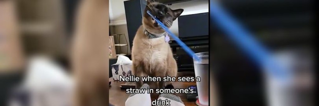 Im Internet geht das Video einer Katze viral, die ihrem Besitzer Strohhalme aus den Getränken klaut.
