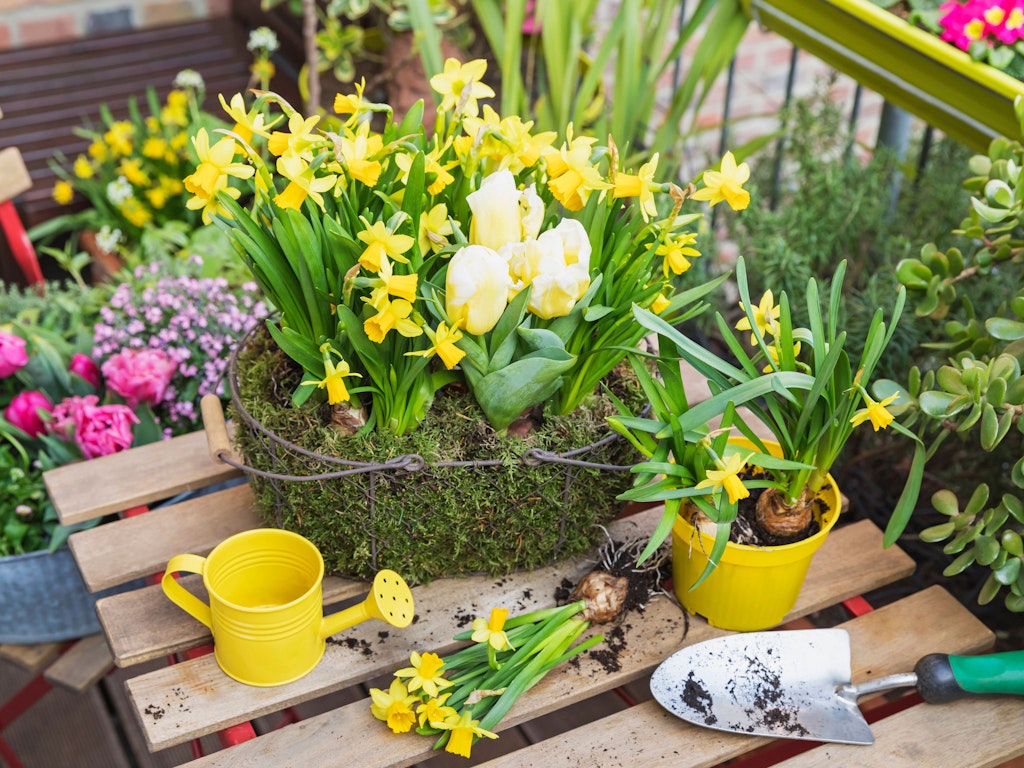 Tulpen und Narzissen nie ins gleiche Wasser geben.