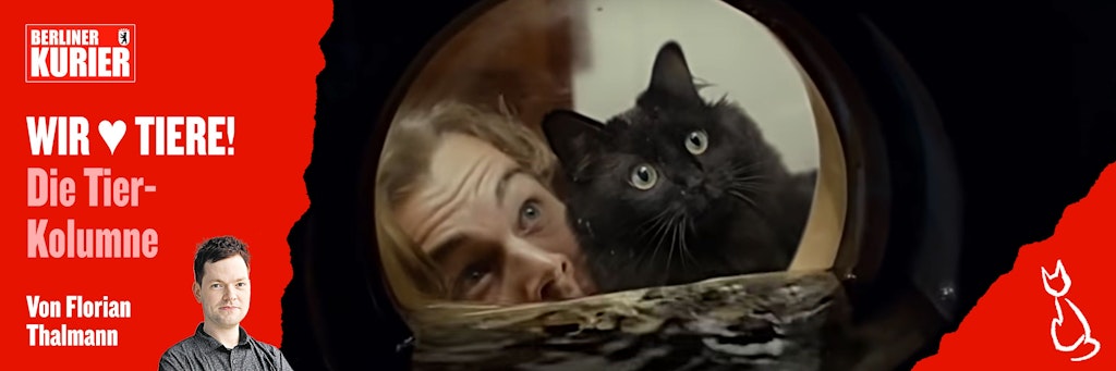 Szene aus der Parodie zu „Titanic“: Jack Dawson mit Katze Lizzy, besser bekannt als OwlKitty.