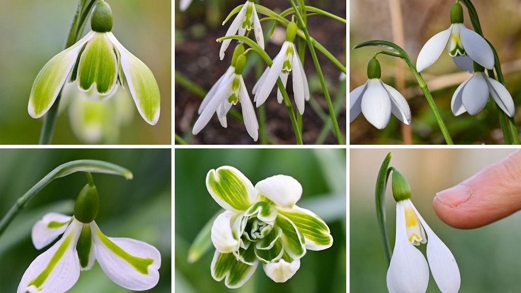 Verschiedene Arten und Sorten von Schneeglöckchen im Garten von H. Engelmann, Landschaftsarchitekt und Galanthophiler (begeisterter Kenner von Schneeglöckchen, lateinisch Galanthus).